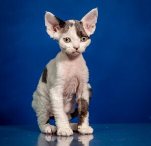 Inky U Devon Rex Cat kitten - Available for adoption at FavCats