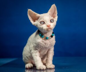 Ice Cream U Devon Rex Cat kitten - Available for adoption at FavCats