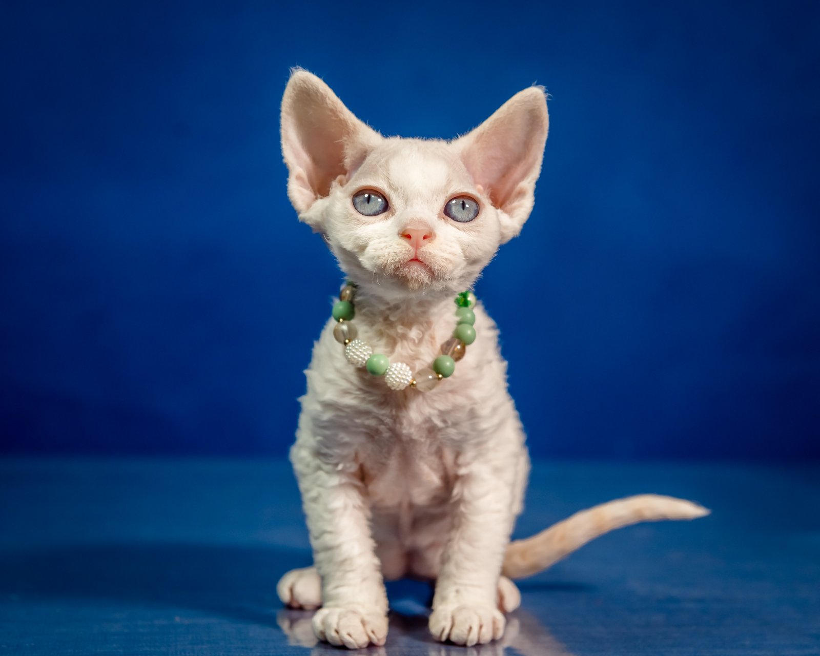 Ice Berry U Devon Rex Cat kitten - Available for adoption at FavCats