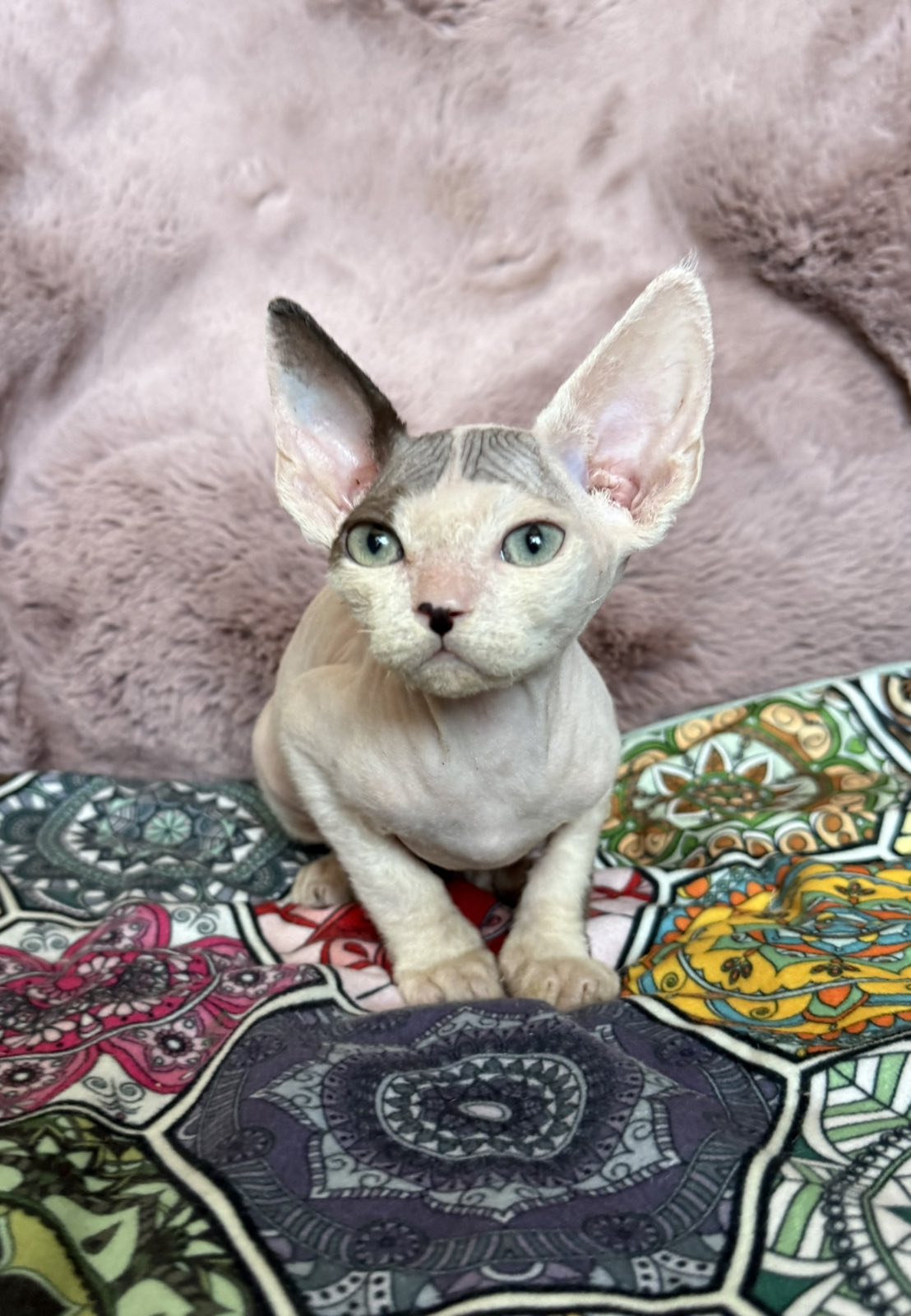 Van U Devon Rex Cat kitten - Available for adoption at FavCats