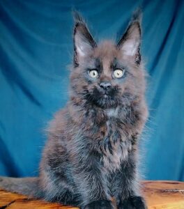 Vol R Maine Coon kitten - Available for adoption at FavCats