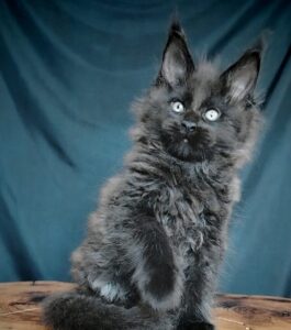 Valentin R Maine Coon kitten - Available for adoption at FavCats