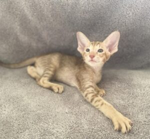 Gelios U Oriental Cat kitten - Available for adoption at FavCats