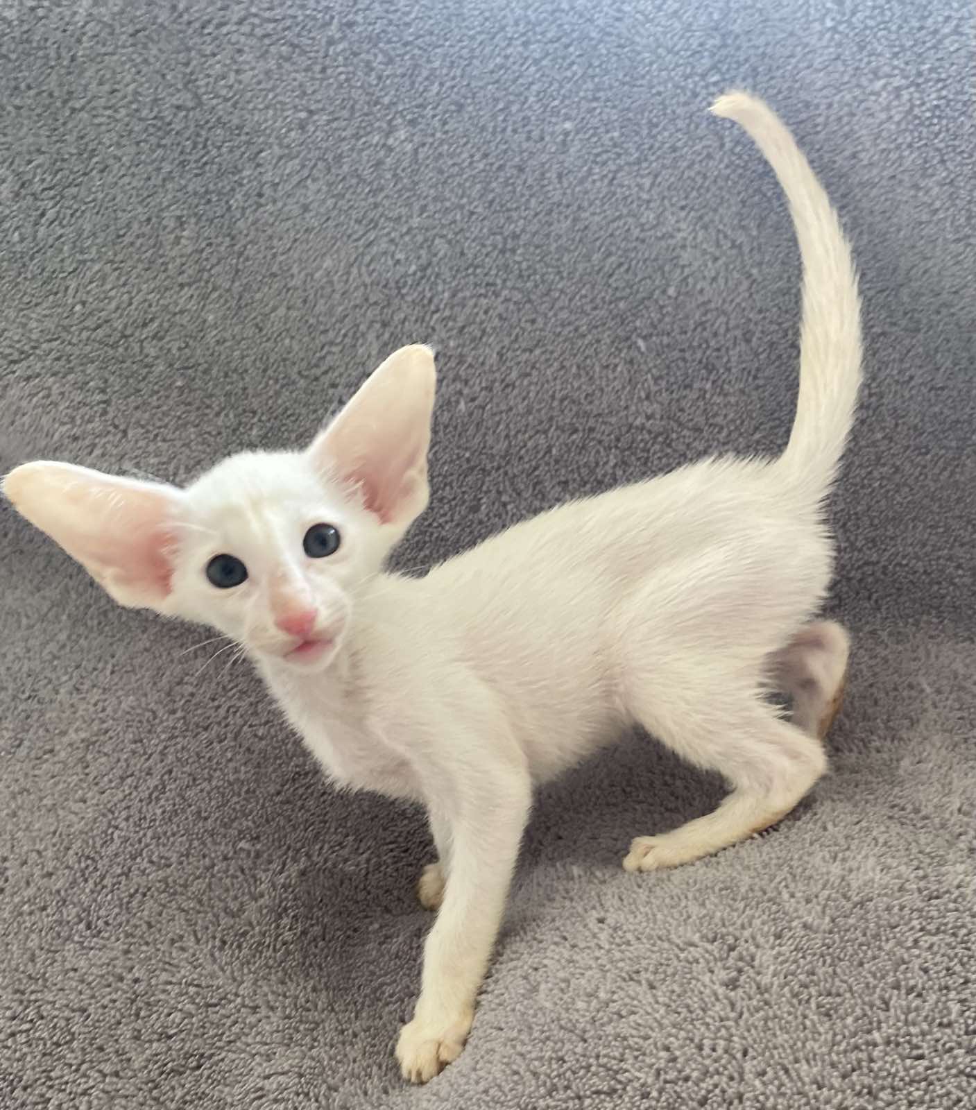 Garry U Oriental Cat kitten - Available for adoption at FavCats