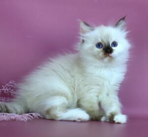 Elli R Siberian Cat kitten - Available for adoption at FavCats
