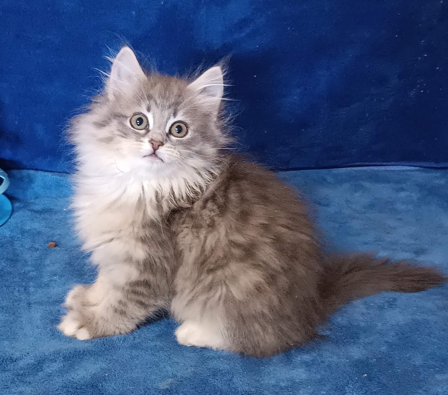 Аmina U Siberian Cat kitten - Available for adoption at FavCats