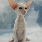 Oswald U thumbnail