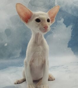Oswald U Oriental Cat kitten - Available for adoption at FavCats