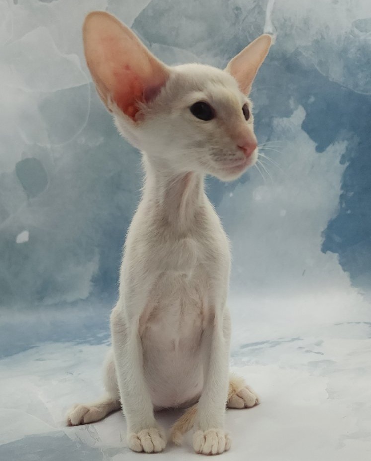 Oswald U thumbnail