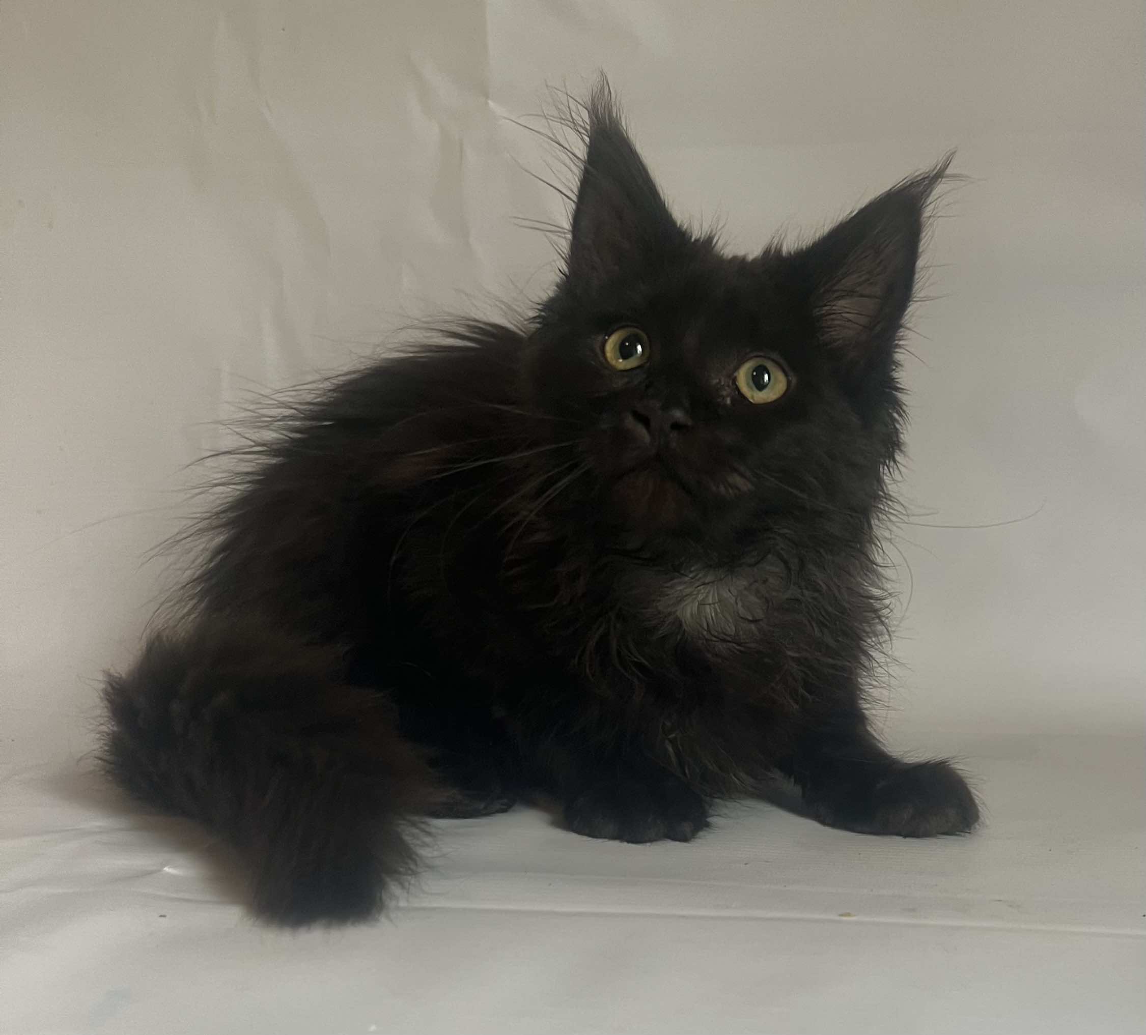 Emma U Maine Coon kitten - Available for adoption at FavCats