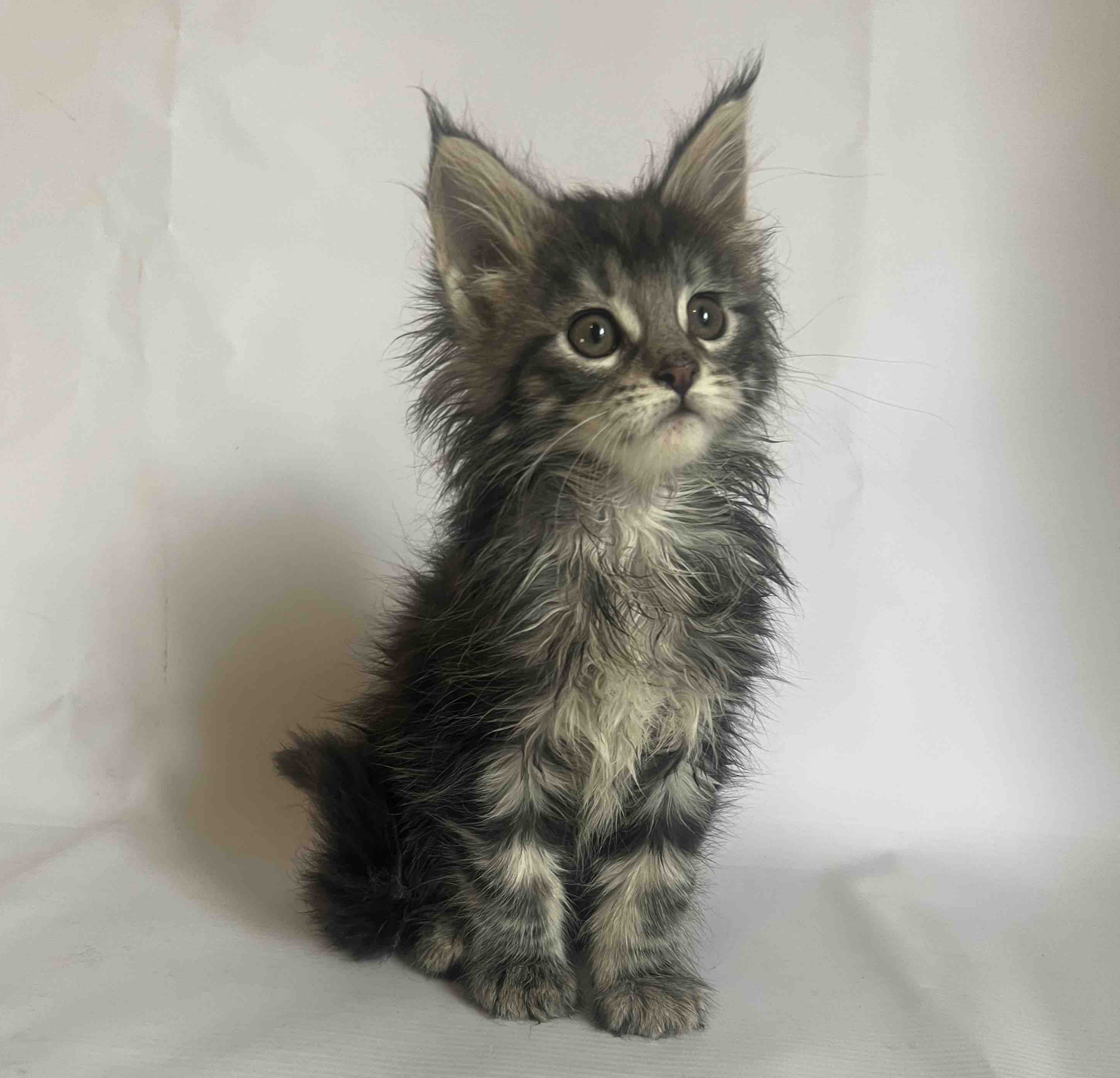 Frida U Maine Coon kitten - Available for adoption at FavCats