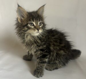 Flora U Maine Coon kitten - Available for adoption at FavCats