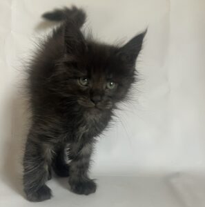 Fantasy U Maine Coon kitten - Available for adoption at FavCats