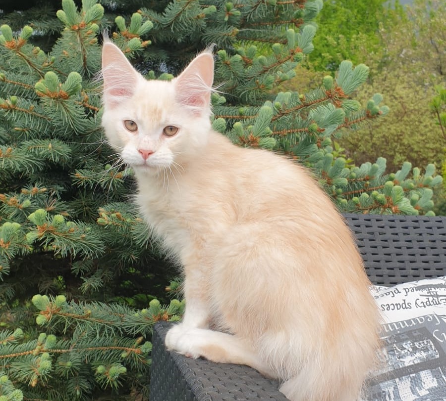 Fender R Maine Coon kitten - Available for adoption at FavCats