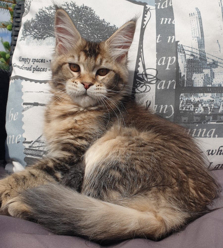 Ellie R Maine Coon kitten - Available for adoption at FavCats
