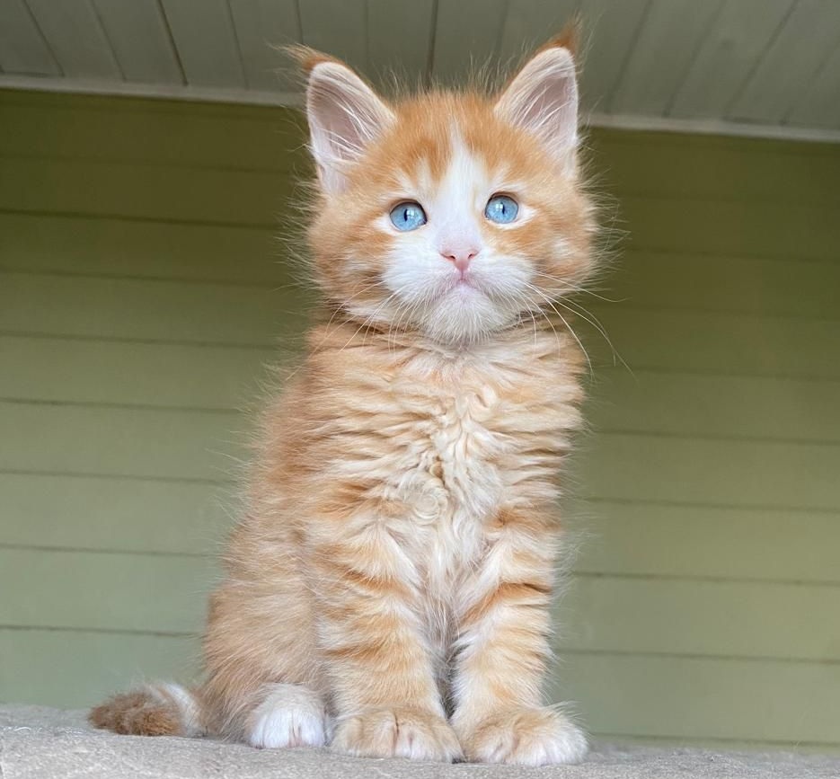 Tutti Frutti R Maine Coon kitten - Available for adoption at FavCats