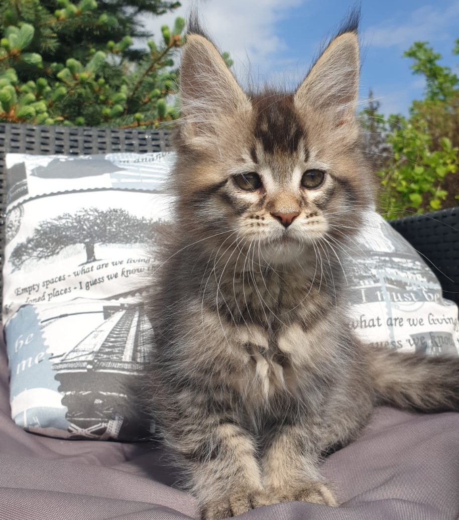 Grace R Maine Coon kitten - Available for adoption at FavCats