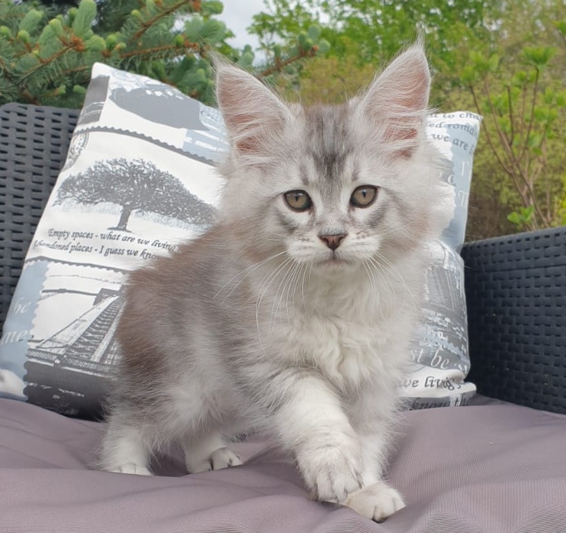 Graham R Maine Coon kitten - Available for adoption at FavCats