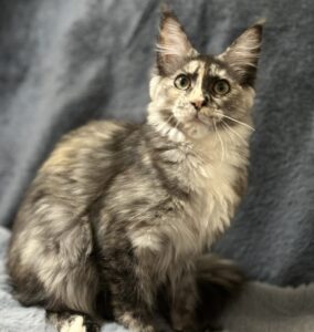 Emiliya U Maine Coon kitten - Available for adoption at FavCats