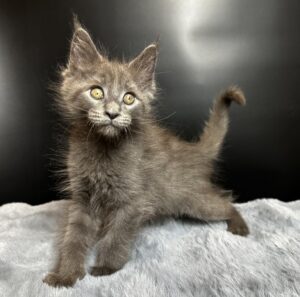 Baunti U Maine Coon kitten - Available for adoption at FavCats