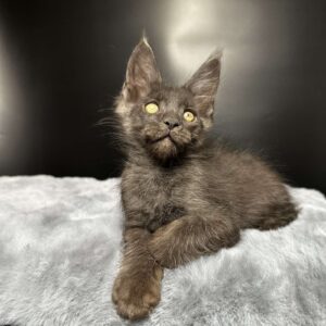 Brendon U Maine Coon kitten - Available for adoption at FavCats
