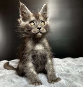 Benjamin U Maine Coon kitten - Available for adoption at FavCats