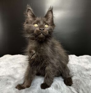 Barcelona U Maine Coon kitten - Available for adoption at FavCats