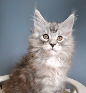 Elvis R Maine Coon kitten - Available for adoption at FavCats