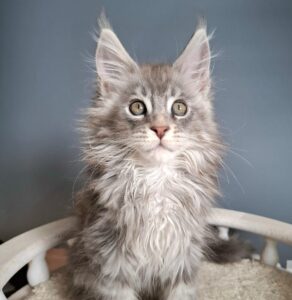 Edison R Maine Coon kitten - Available for adoption at FavCats