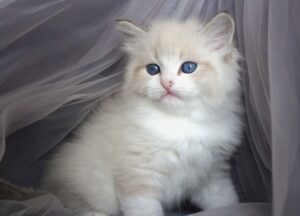 Fadey R Siberian Cat kitten - Available for adoption at FavCats