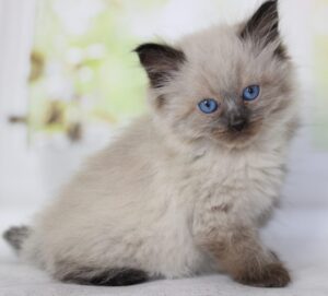 Nils R Siberian Cat kitten - Available for adoption at FavCats