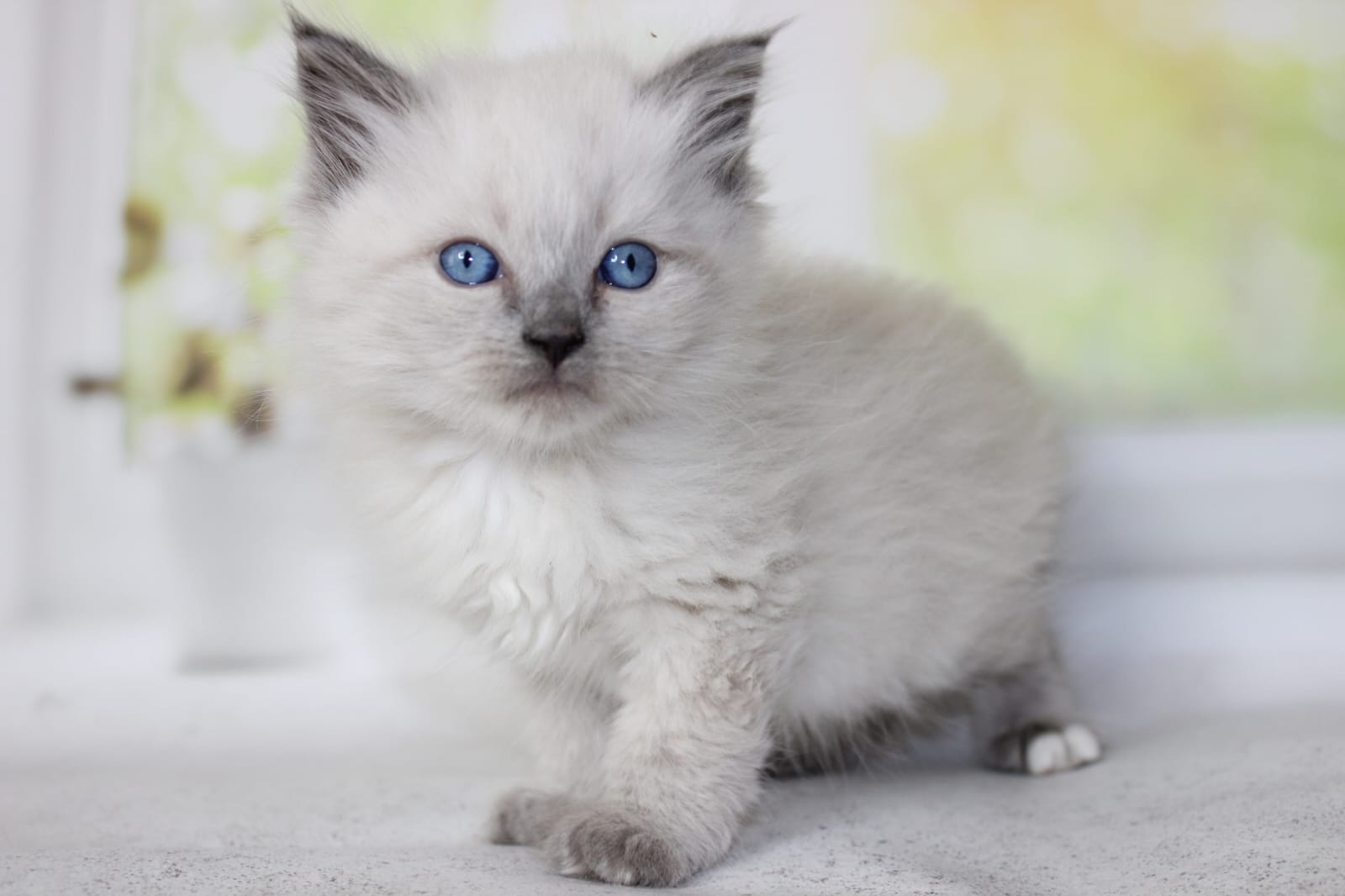 Nartsis R Siberian Cat kitten - Available for adoption at FavCats