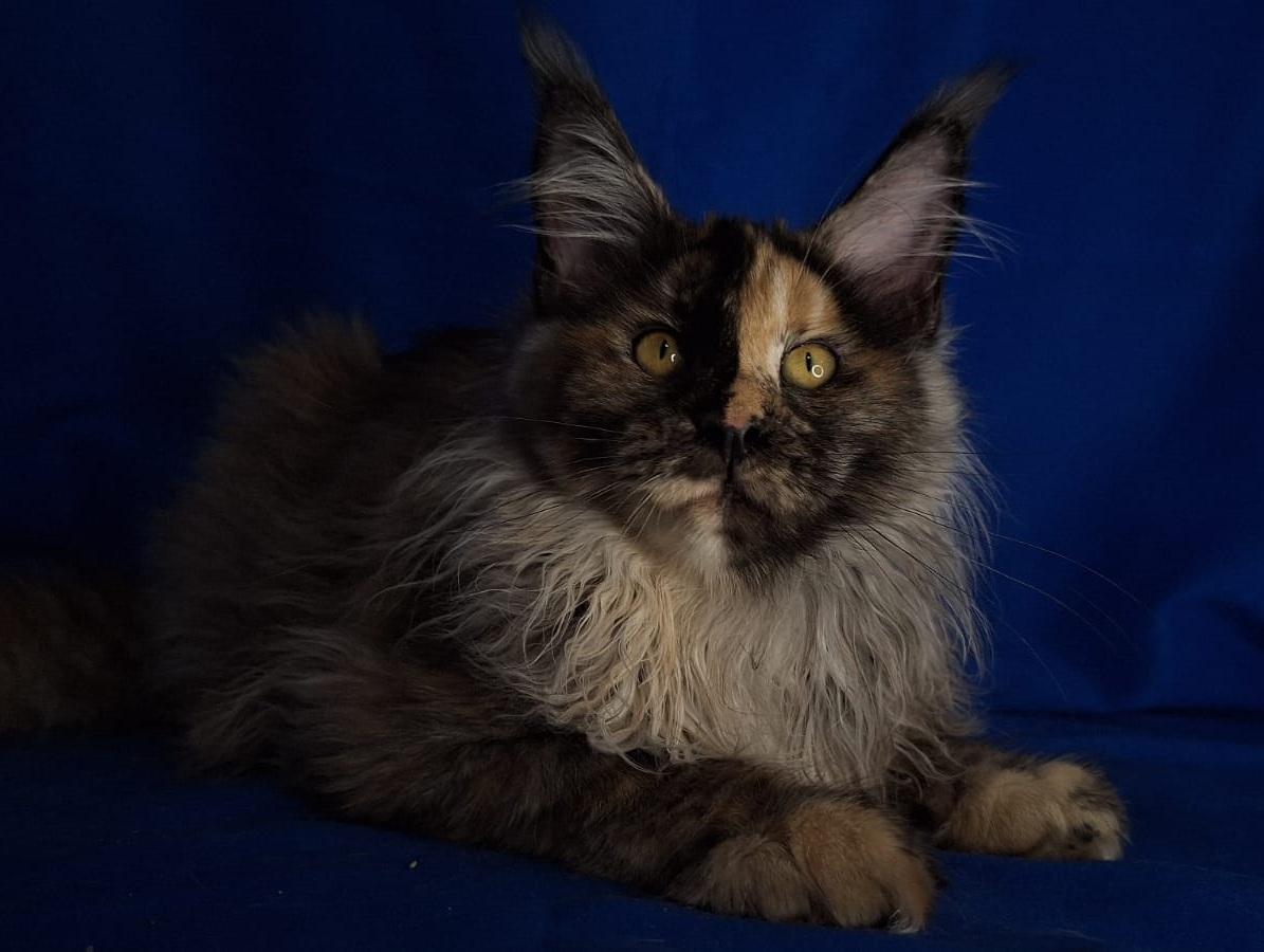 Intel'Legend R Maine Coon kitten - Available for adoption at FavCats