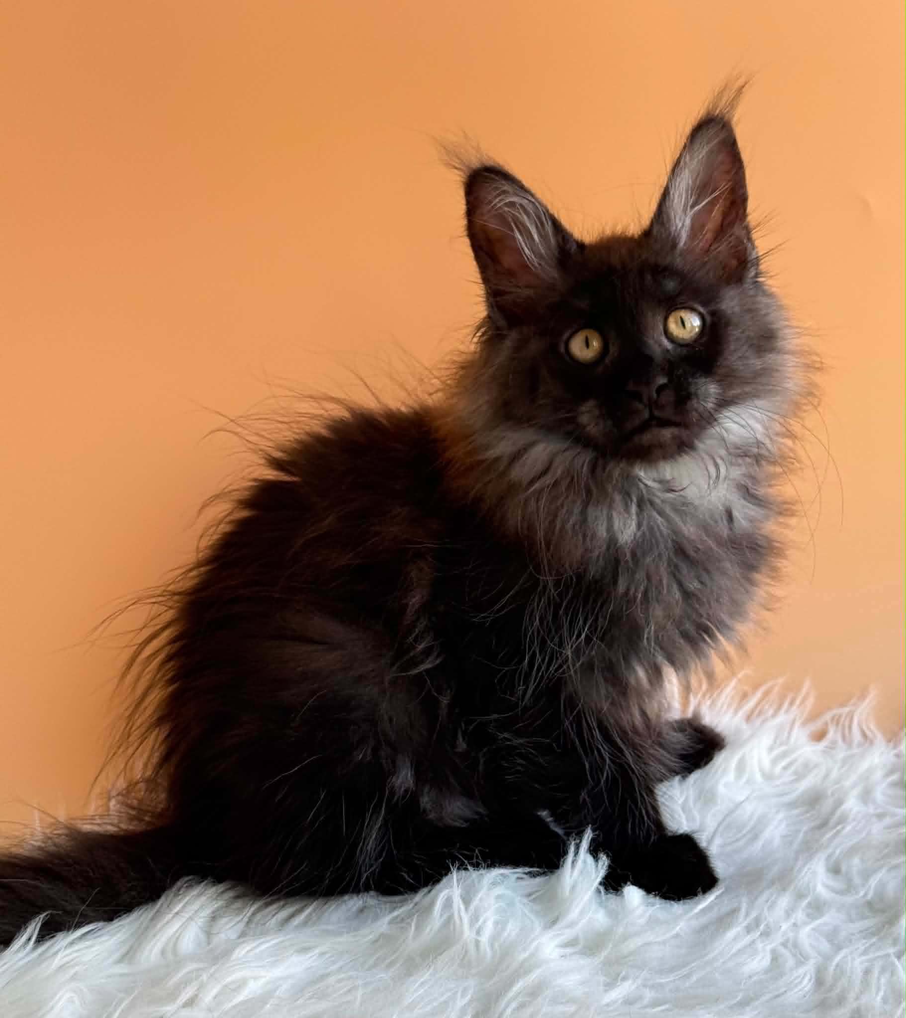Stella U Maine Coon kitten - Available for adoption at FavCats