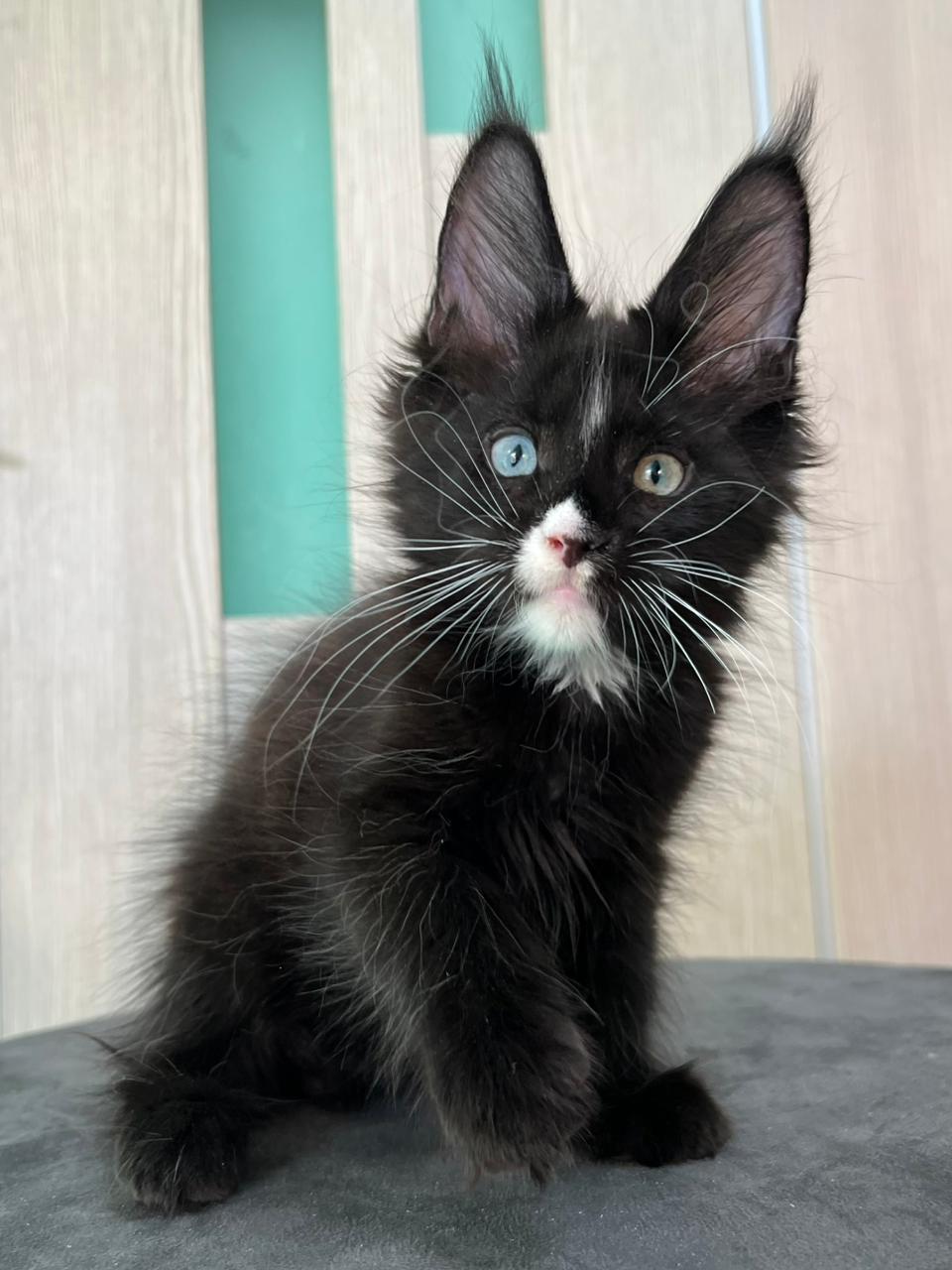 Nolan R Maine Coon kitten - Available for adoption at FavCats