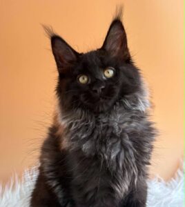Seraphina U Maine Coon kitten - Available for adoption at FavCats
