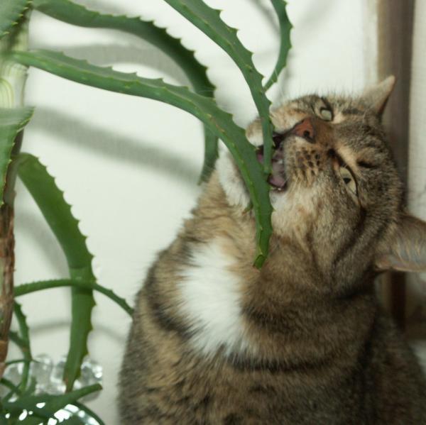 Aloe vera for cats with leukemia