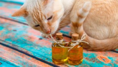 Homemade food for cats with kidney failure | FavCats.com
