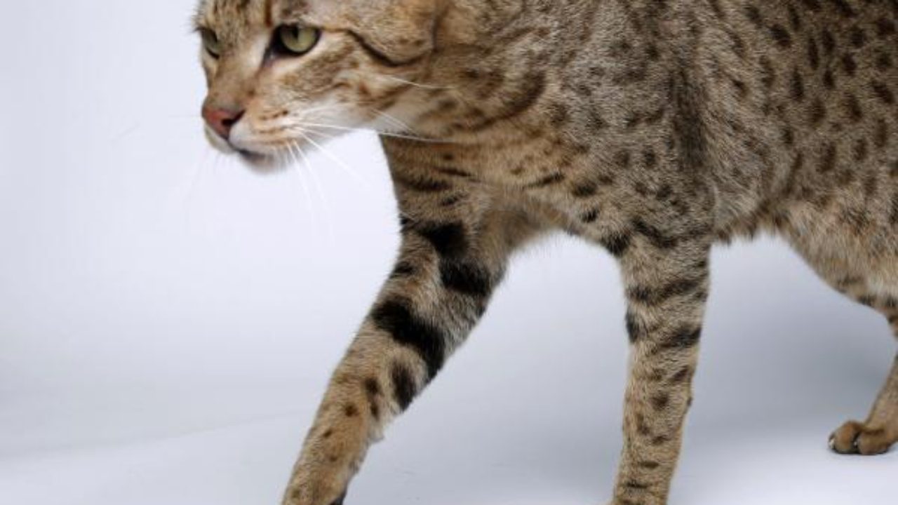 15+ Caracal Cat For Sale Near Me PNG Rura Pets