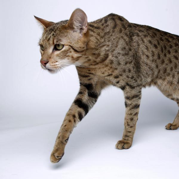 Ashera Cat: Breed Personality, Behavior Facts and Characteristics