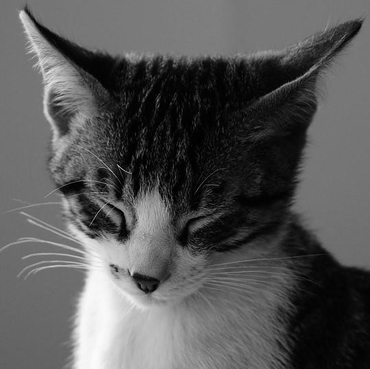 Bordetella in cats Symptoms and treatment