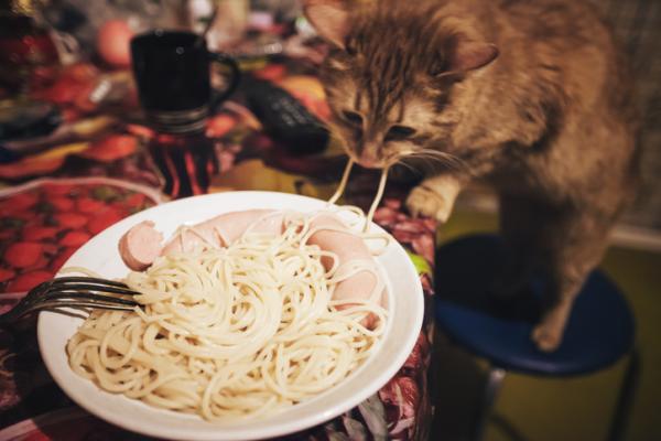 Can cats eat pasta? | FavCats.com
