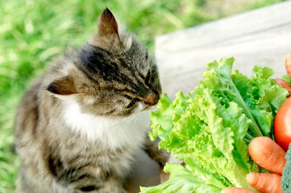 Fruits and vegetables for cats