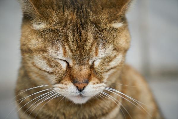 How much does a cat with kidney failure live?