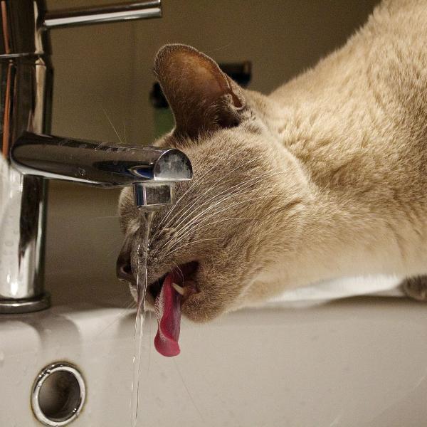 how-to-know-if-a-cat-is-dehydrated-favcats