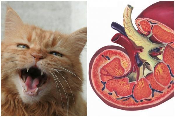 4 Symptoms Of Kidney Disease In Cats