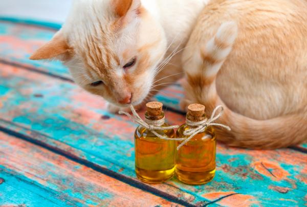 Benefits of olive oil for cats