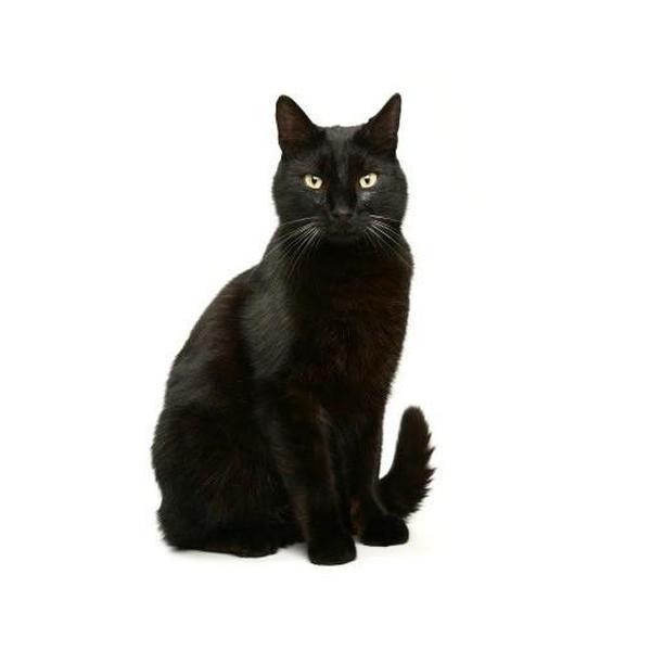 Bombay cat: Breed Personality, Behavior Facts and ...
