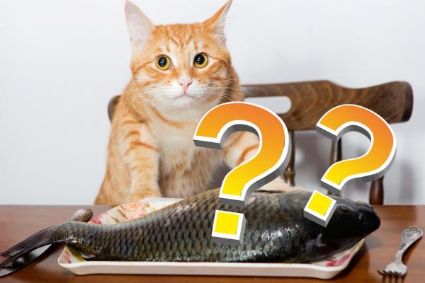 Can cats eat fish?
