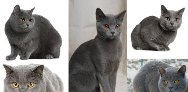Chartreux Cat: Breed Personality, Behavior Facts and ...